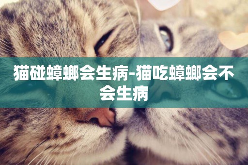 貓碰蟑螂會生病-貓吃蟑螂會不會生病