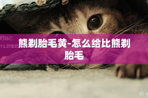 熊剃胎毛黃-怎么給比熊剃胎毛