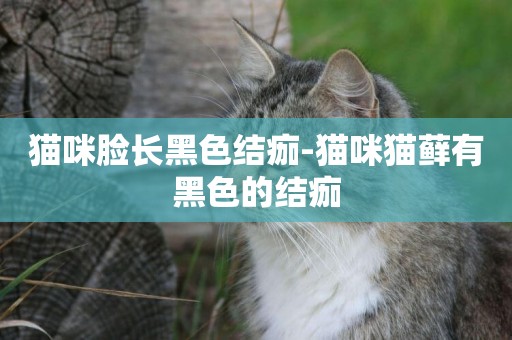 貓咪臉長黑色結痂-貓咪貓蘚有黑色的結痂