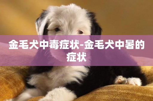金毛犬中毒癥狀-金毛犬中暑的癥狀