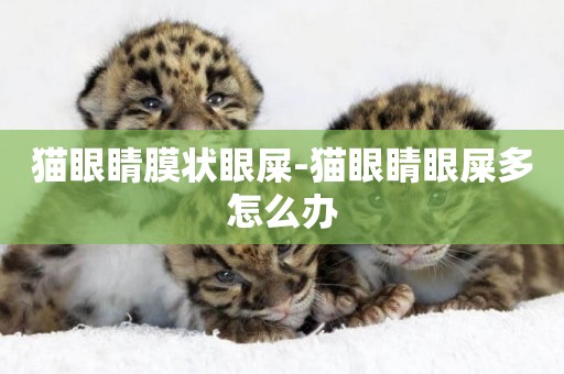 貓眼睛膜狀眼屎-貓眼睛眼屎多怎么辦