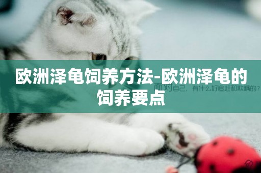 歐洲澤龜飼養方法-歐洲澤龜的飼養要點