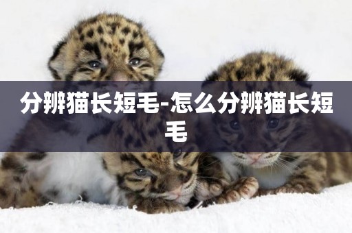 分辨貓長短毛-怎么分辨貓長短毛