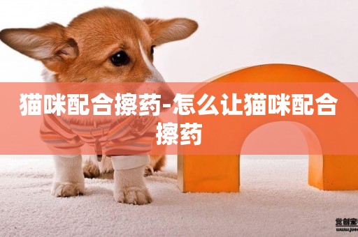貓咪配合擦藥-怎么讓貓咪配合擦藥