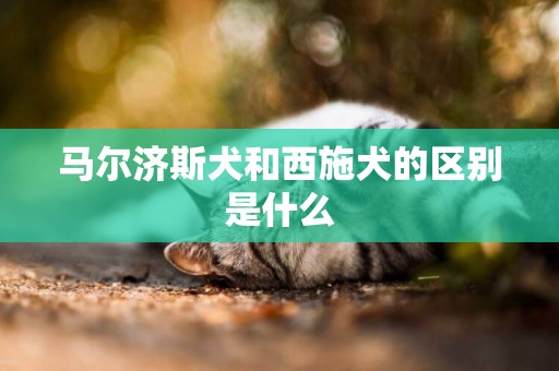 馬爾濟斯犬和西施犬的區別是什么