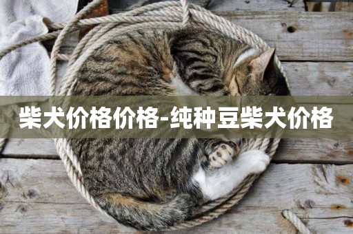 柴犬價格價格-純種豆柴犬價格