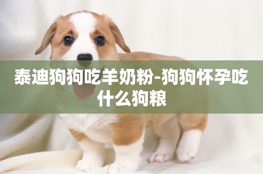 泰迪狗狗吃羊奶粉-狗狗懷孕吃什么狗糧