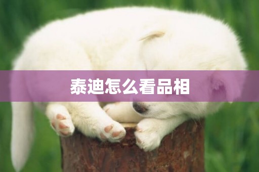 泰迪怎么看品相