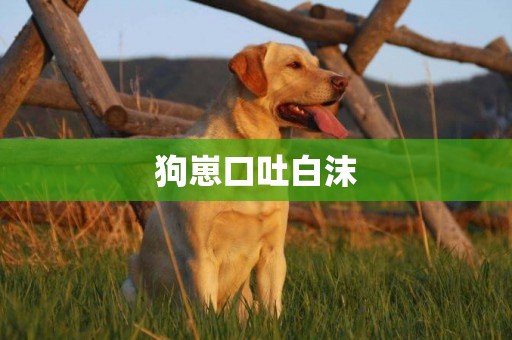 狗崽口吐白沫