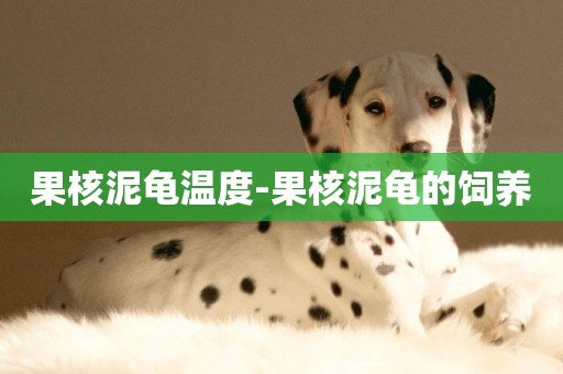 果核泥龜溫度-果核泥龜的飼養