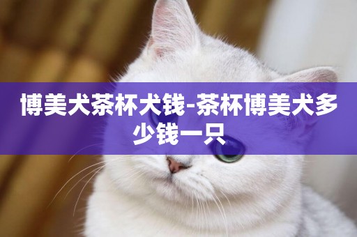博美犬茶杯犬錢-茶杯博美犬多少錢一只