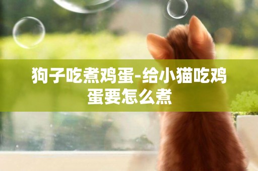 狗子吃煮雞蛋-給小貓吃雞蛋要怎么煮