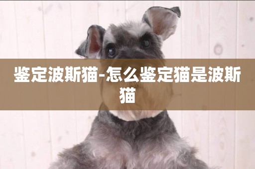 鑒定波斯貓-怎么鑒定貓是波斯貓