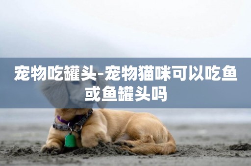 寵物吃罐頭-寵物貓咪可以吃魚或魚罐頭嗎