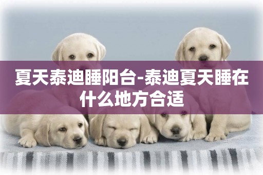 夏天泰迪睡陽臺-泰迪夏天睡在什么地方合適