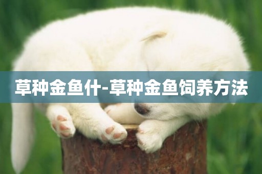 草種金魚什-草種金魚飼養方法