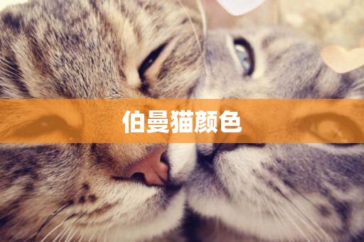 伯曼貓顏色