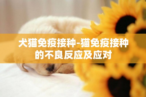 犬貓免疫接種-貓免疫接種的不良反應及應對