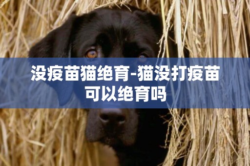 沒疫苗貓絕育-貓沒打疫苗可以絕育嗎
