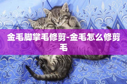 金毛腳掌毛修剪-金毛怎么修剪毛