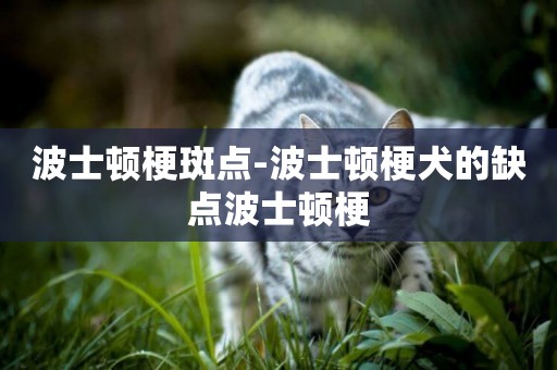 波士頓梗斑點-波士頓梗犬的缺點波士頓梗