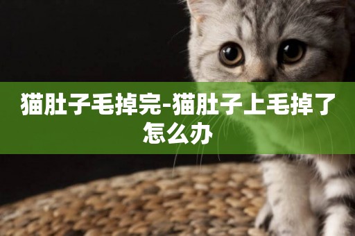 貓肚子毛掉完-貓肚子上毛掉了怎么辦