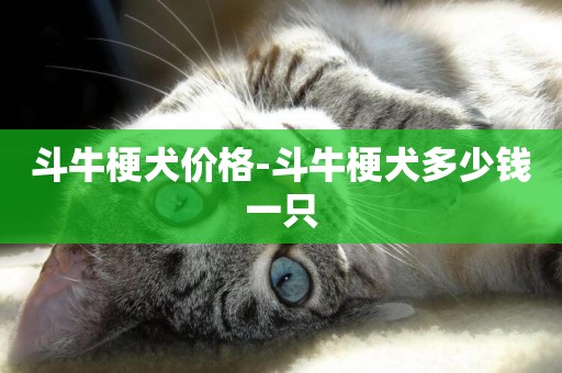 斗牛梗犬價格-斗牛梗犬多少錢一只