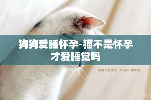 狗狗愛睡懷孕-貓不是懷孕才愛睡覺嗎