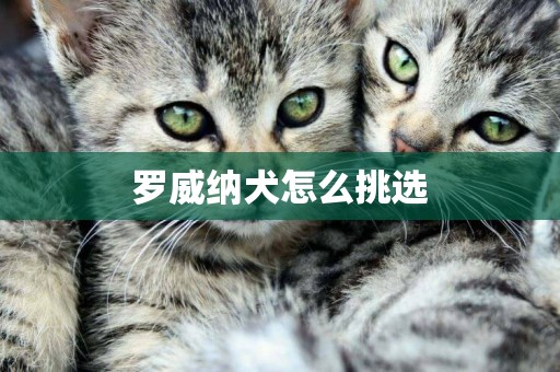 羅威納犬怎么挑選