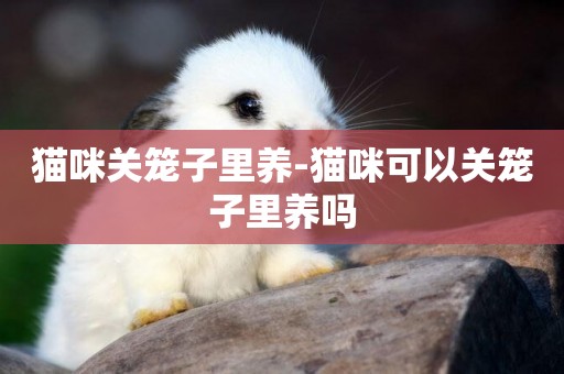 貓咪關籠子里養-貓咪可以關籠子里養嗎