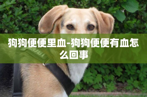 狗狗便便里血-狗狗便便有血怎么回事