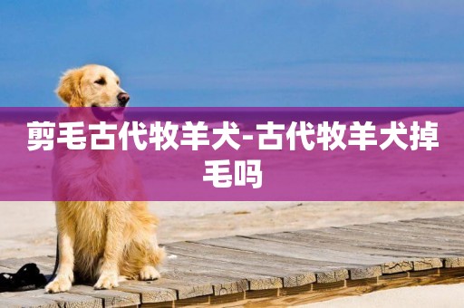剪毛古代牧羊犬-古代牧羊犬掉毛嗎