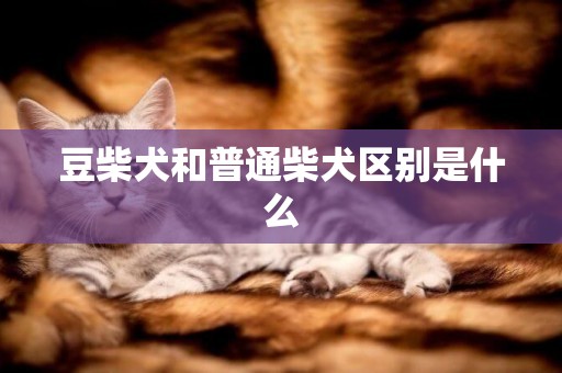 豆柴犬和普通柴犬區別是什么