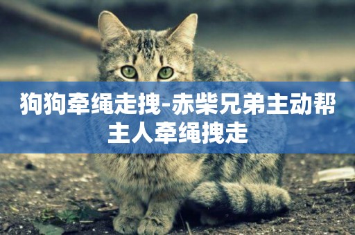 狗狗牽繩走拽-赤柴兄弟主動幫主人牽繩拽走