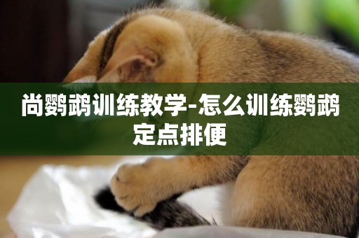 尚鸚鵡訓練教學-怎么訓練鸚鵡定點排便