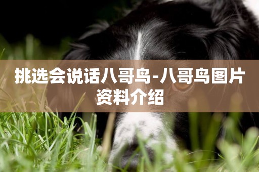 挑選會說話八哥鳥-八哥鳥圖片資料介紹