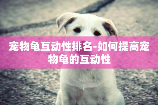 寵物龜互動性排名-如何提高寵物龜的互動性