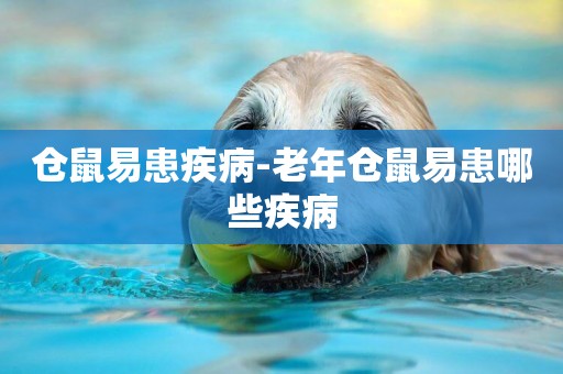 倉鼠易患疾病-老年倉鼠易患哪些疾病