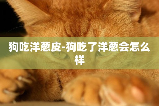 狗吃洋蔥皮-狗吃了洋蔥會怎么樣