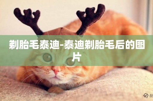 剃胎毛泰迪-泰迪剃胎毛后的圖片