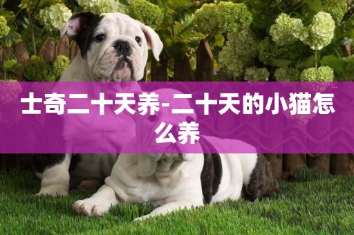 士奇二十天養-二十天的小貓怎么養