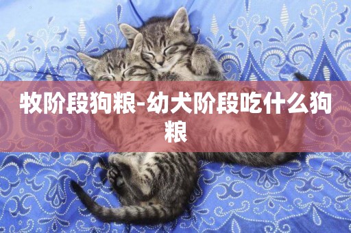 牧階段狗糧-幼犬階段吃什么狗糧