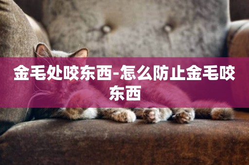金毛處咬東西-怎么防止金毛咬東西