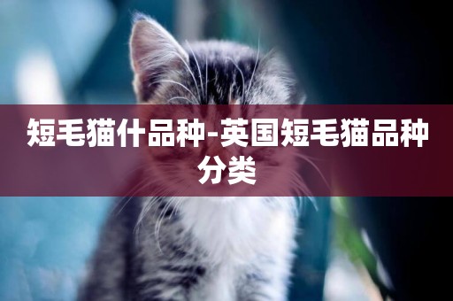 短毛貓什品種-英國短毛貓品種分類