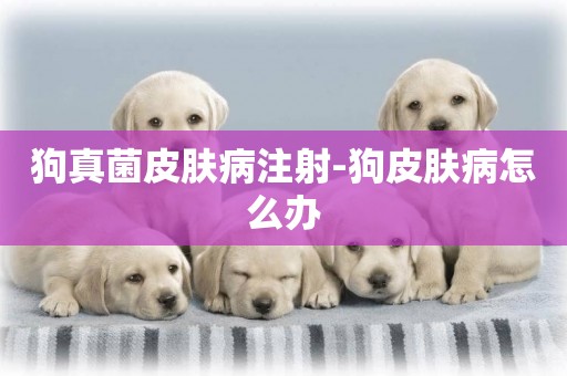 狗真菌皮膚病注射-狗皮膚病怎么辦