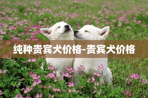 純種貴賓犬價格-貴賓犬價格