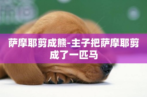薩摩耶剪成熊-主子把薩摩耶剪成了一匹馬