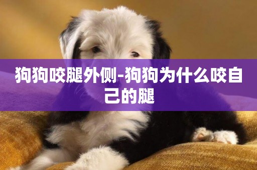 狗狗咬腿外側-狗狗為什么咬自己的腿