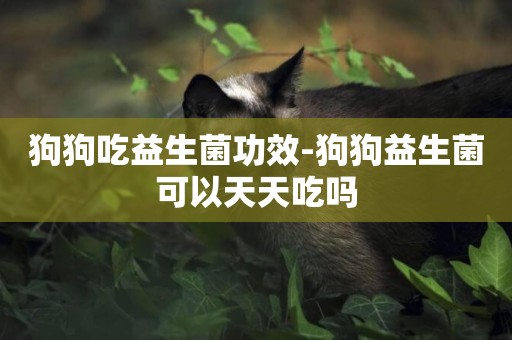 狗狗吃益生菌功效-狗狗益生菌可以天天吃嗎