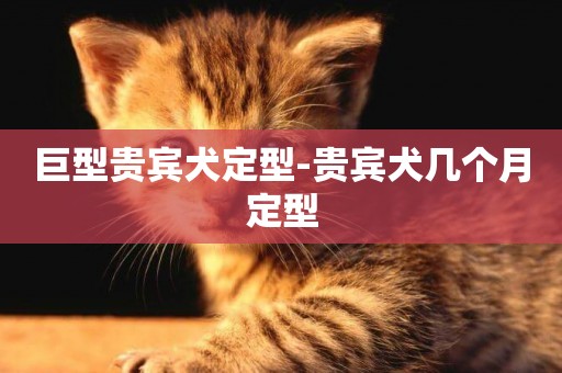 巨型貴賓犬定型-貴賓犬幾個月定型